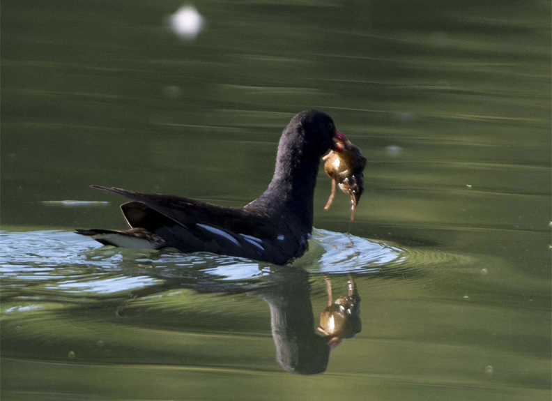 Cosa ha catturato la Gallinella ?